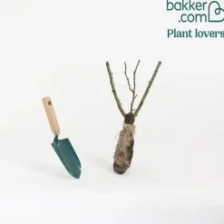 Rosier buisson Souvenir de Baden Baden ® Korsouba - Des roses parfumées tout l'été
