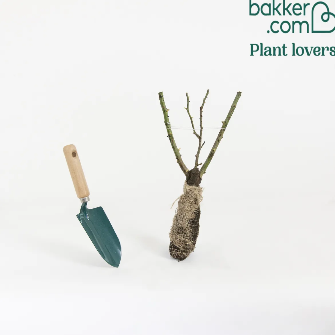 Rosier buisson Souvenir de Baden Baden ® Korsouba - Des roses parfumées tout l'été