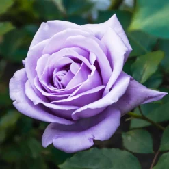 Rosier buisson violet - Des roses violettes parfumées