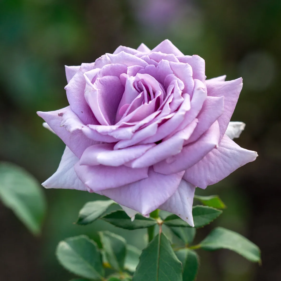 Rosier buisson violet - Des roses violettes parfumées