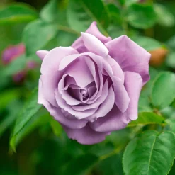 Rosier buisson Walztime - Des roses violettes tout l'été
