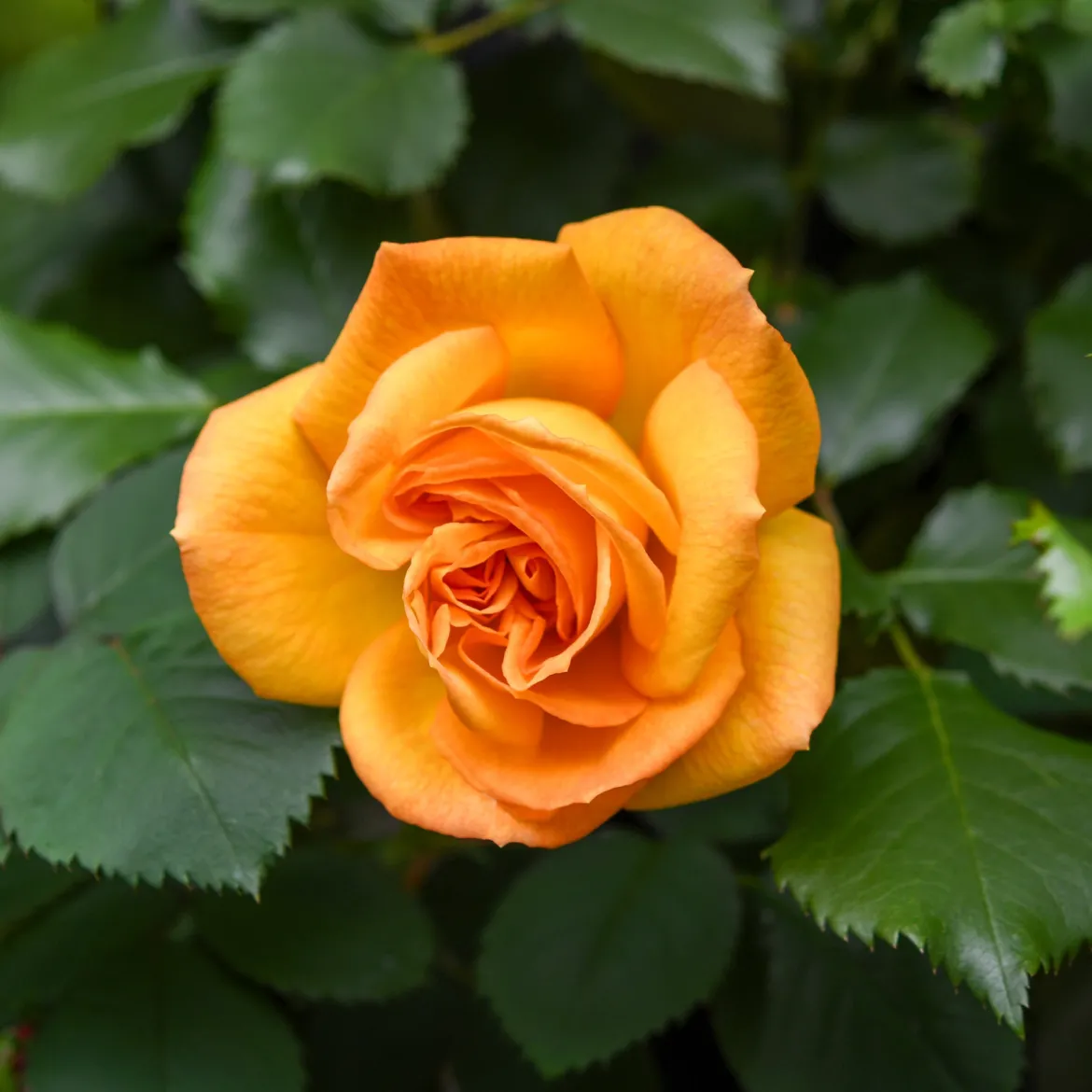 Rosier buisson Whisky - Un ambré parfumé au jardin