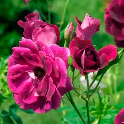 Rosier Burgundy Ice ® - Le rosier couleur prune