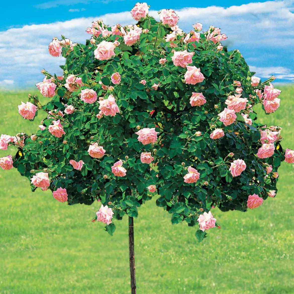 Rosier Cascade rose sur tige - Une cascade de roses au balcon
