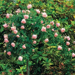 Rosier Cascade rose sur tige - Une cascade de roses au balcon