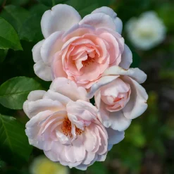 Rosier Clair™Renaissance ® - Des roses parfumées tout l'été
