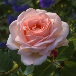 Rosier Clair™Renaissance ® - Des roses parfumées tout l'été