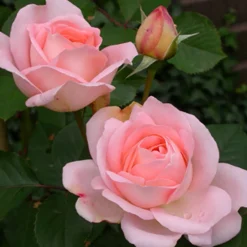 Rosier Clair™Renaissance ® - Des roses parfumées tout l'été