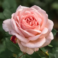 Rosier Clair™Renaissance ® - Des roses parfumées tout l'été