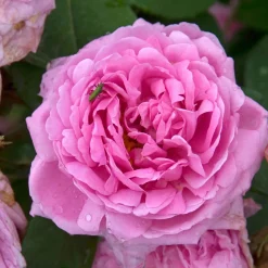 Rosier Comte de Chambord - Parfum de rose intense