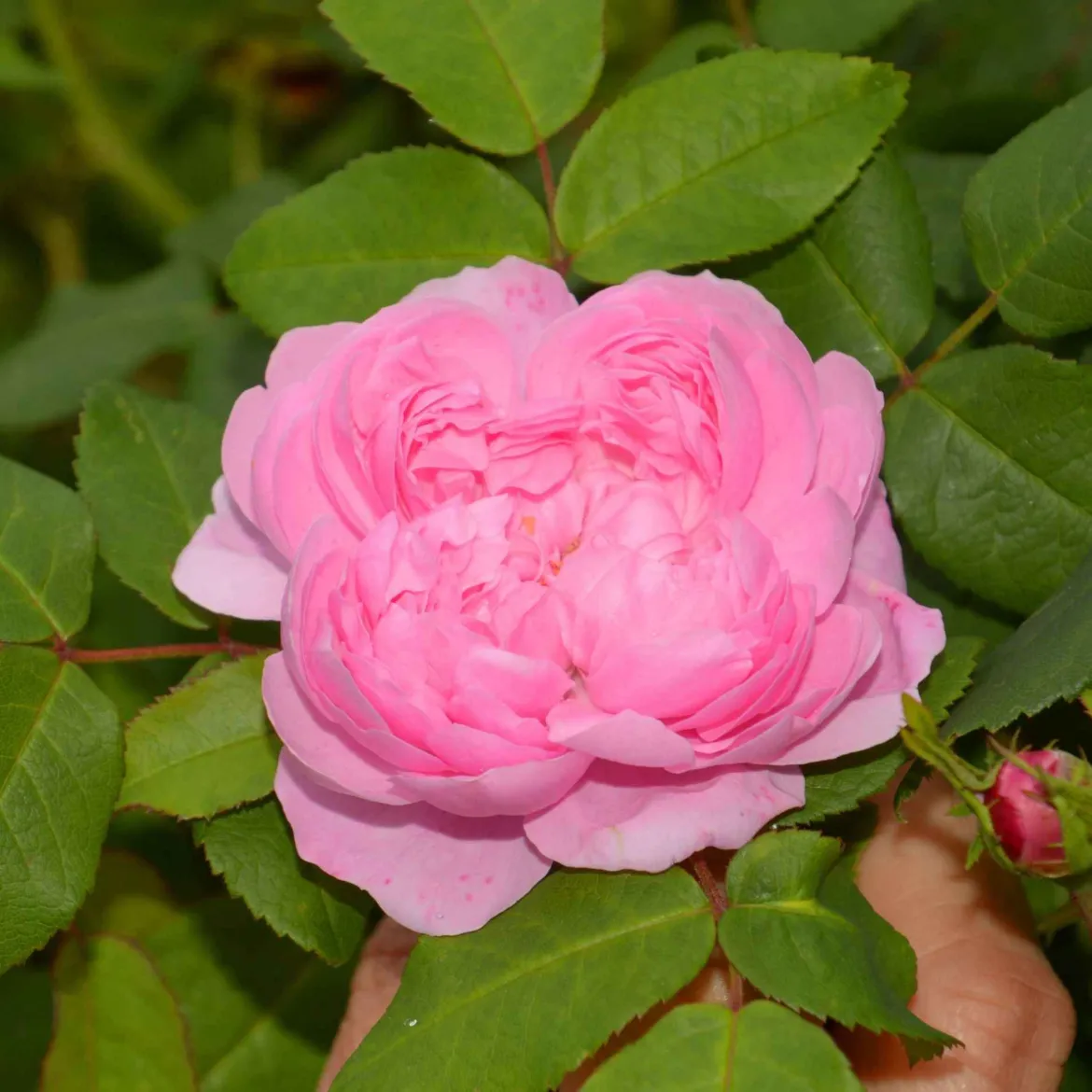 Rosier Comte de Chambord - Parfum de rose intense