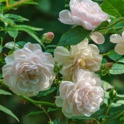 Rosier couvre-sol Sea Foam - Un tapis de roses sans effort