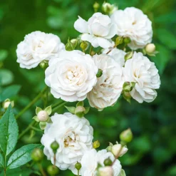 Rosier couvre-sol Sea Foam - Un tapis de roses sans effort
