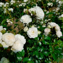 Rosier 'Crystal Fairy' - Un tapis de roses blanches