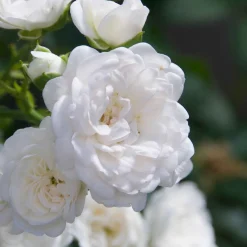 Rosier 'Crystal Fairy' - Un tapis de roses blanches