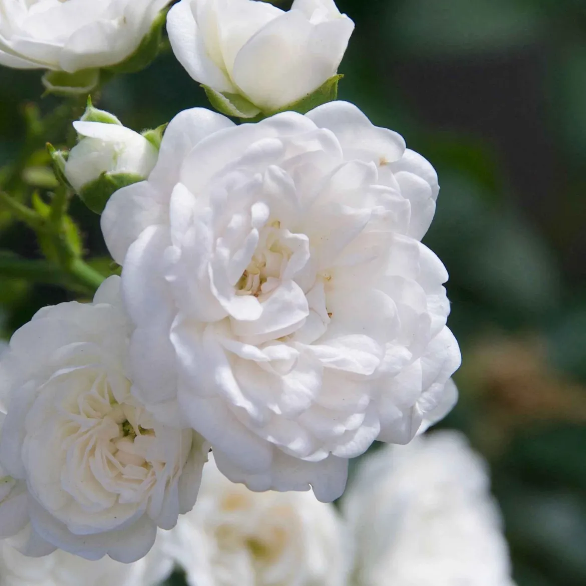 Rosier 'Crystal Fairy' - Un tapis de roses blanches