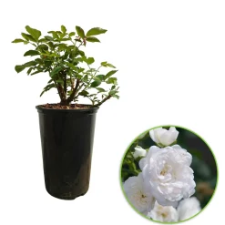 Rosier 'Crystal Fairy' - Un tapis de roses blanches