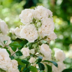 Rosier 'Crystal Fairy' - Un tapis de roses blanches