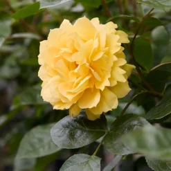Rosier des îles Bahama ® Intercomham - Un soleil jaune au jardin