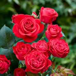 Rosier des îles Dominica ® Intercomdoor - Des roses rouges tout l'été