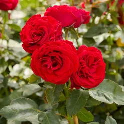 Rosier des îles Dominica ® Intercomdoor - Des roses rouges tout l'été