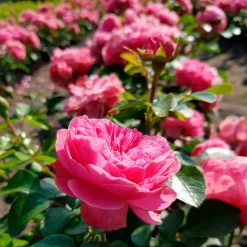 Rosier à fleurs groupées 'Leonard de Vinci' - Des roses tout l'été