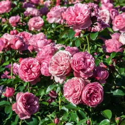 Rosier à fleurs groupées 'Leonard de Vinci' - Des roses tout l'été