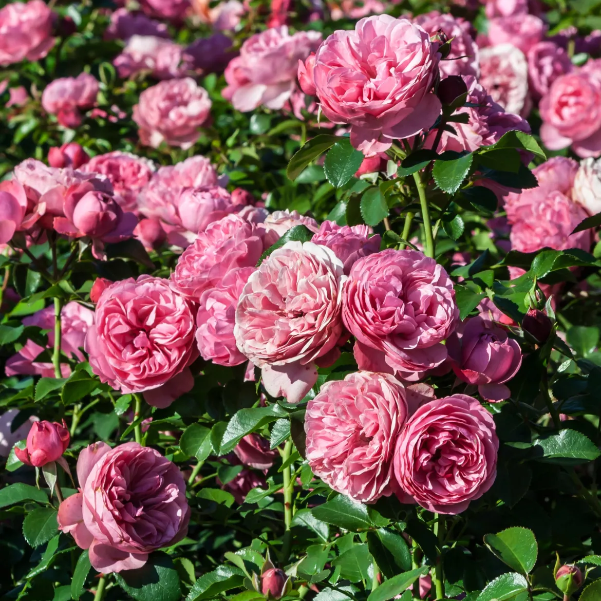 Rosier à fleurs groupées 'Leonard de Vinci' - Des roses tout l'été