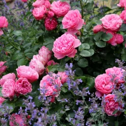 Rosier à fleurs groupées 'Leonard de Vinci' - Des roses tout l'été