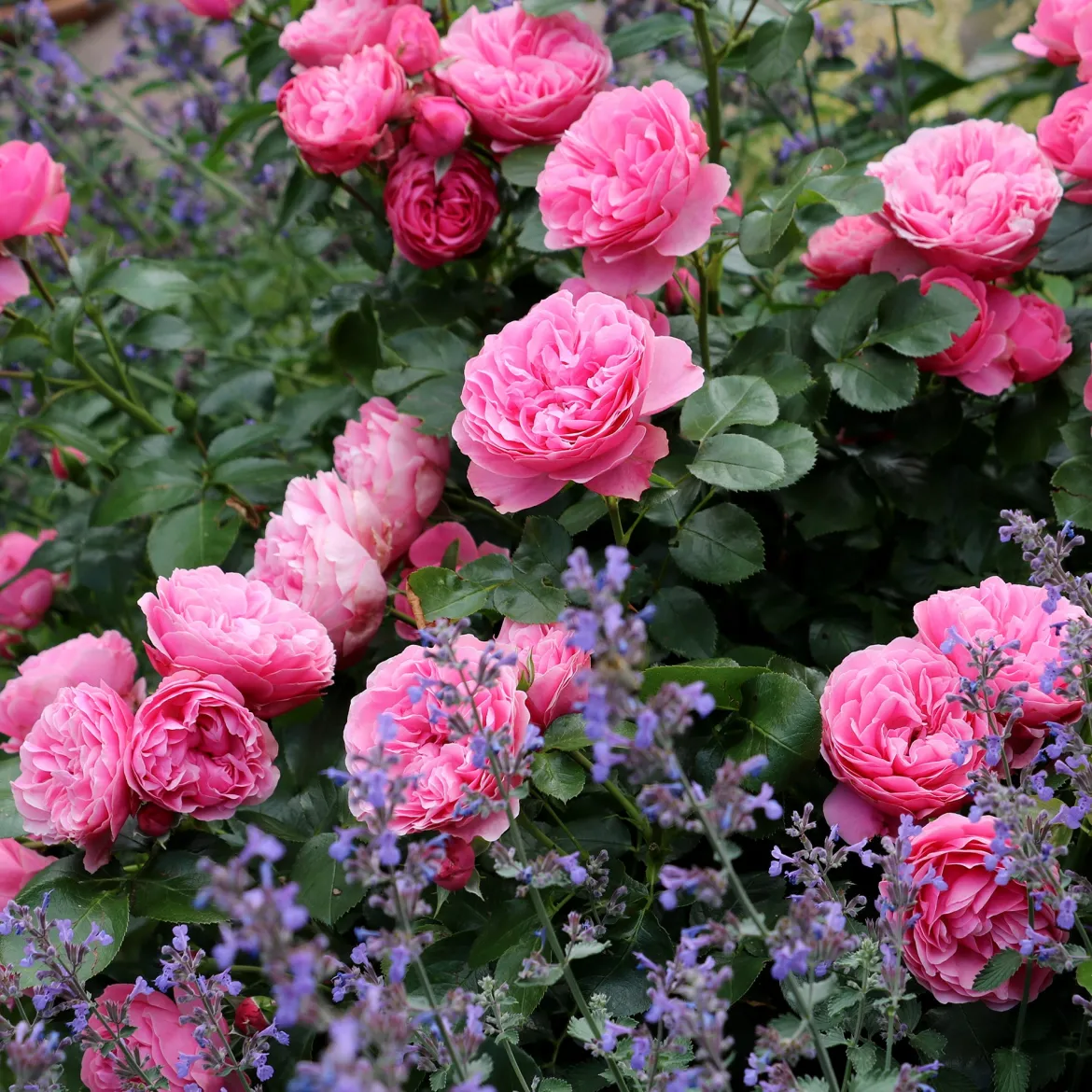 Rosier à fleurs groupées 'Leonard de Vinci' - Des roses tout l'été
