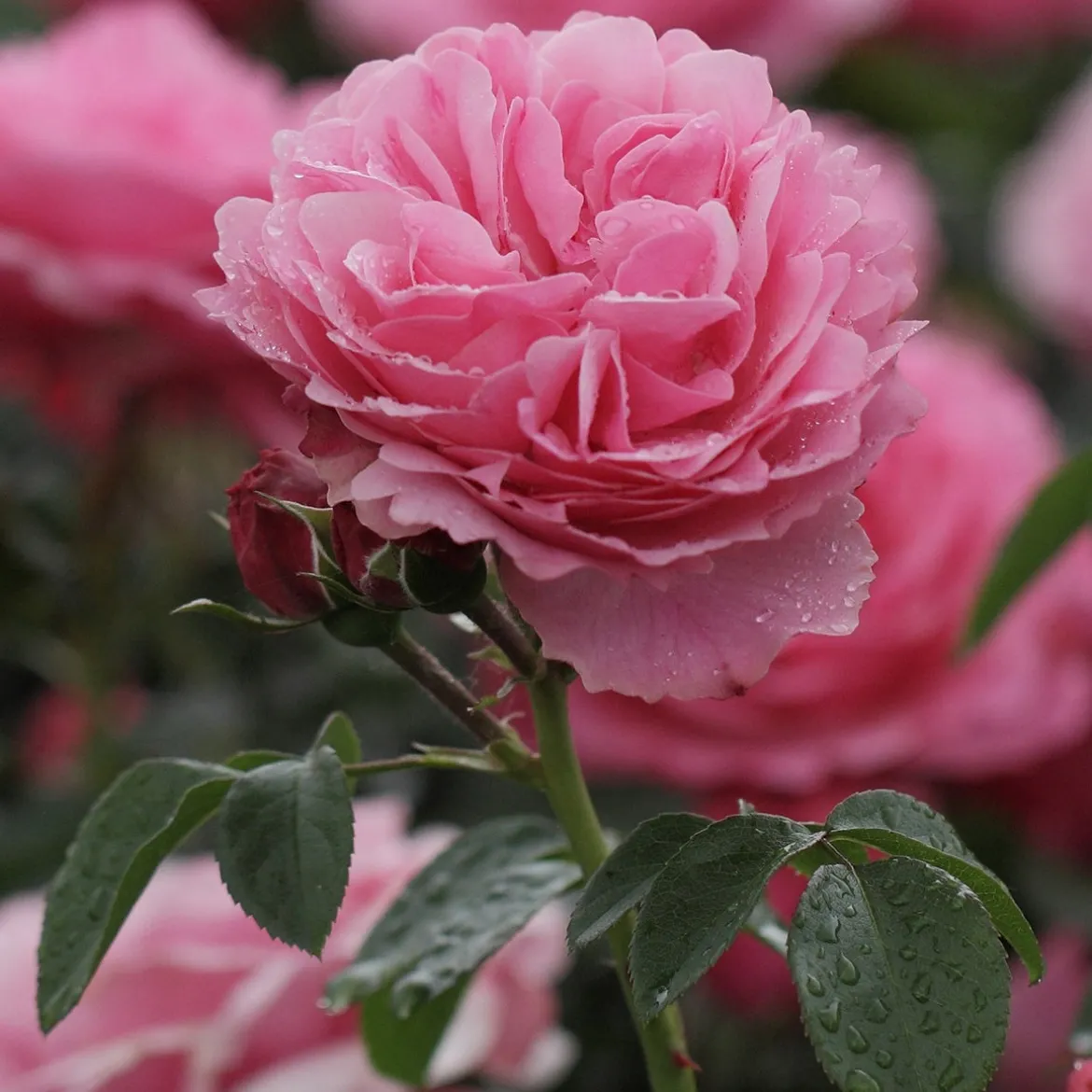 Rosier à fleurs groupées 'Leonard de Vinci' - Des roses tout l'été