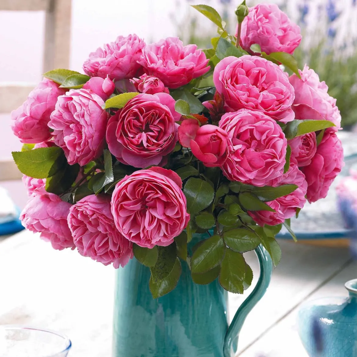 Rosier à fleurs groupées 'Leonard de Vinci' - Des roses tout l'été