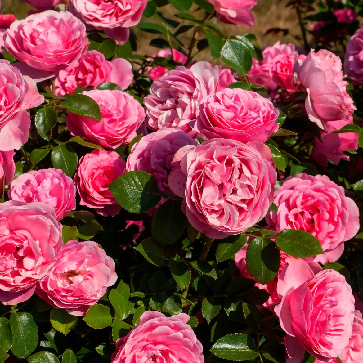 Rosier à fleurs groupées 'Leonard de Vinci' - Des roses tout l'été