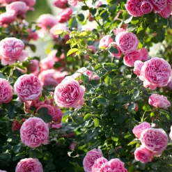 Rosier à fleurs groupées 'Leonard de Vinci' - Des roses tout l'été