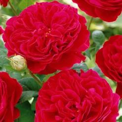 Rosier floribunda Red Leonardo da Vinci ® Meiangele - Des roses tout l'été