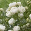 Rosier Fête des Mères blanc - Des bouquets blancs tout l'été