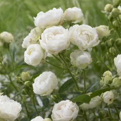 Rosier Fête des Mères blanc - Des bouquets blancs tout l'été