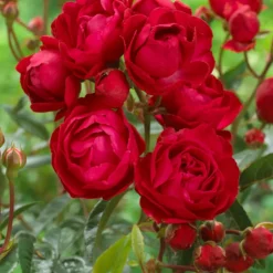 Rosier Fête des Mères - Un rouge parfumé à offrir
