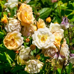 Rosier Ghislaine de Féligonde - Une cascade de fleurs parfumées