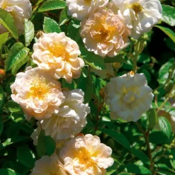 Rosier Ghislaine de Féligonde - Une cascade de fleurs parfumées
