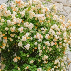 Rosier Ghislaine de Féligonde - Une cascade de fleurs parfumées