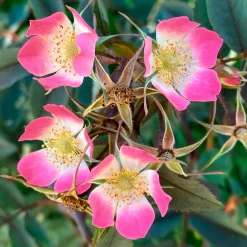 Rosier Glauca - Le rosier qui plaît sans effort