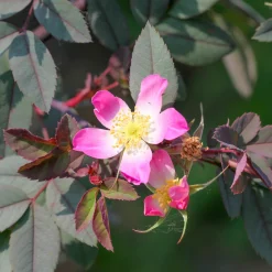 Rosier Glauca - Le rosier qui plaît sans effort