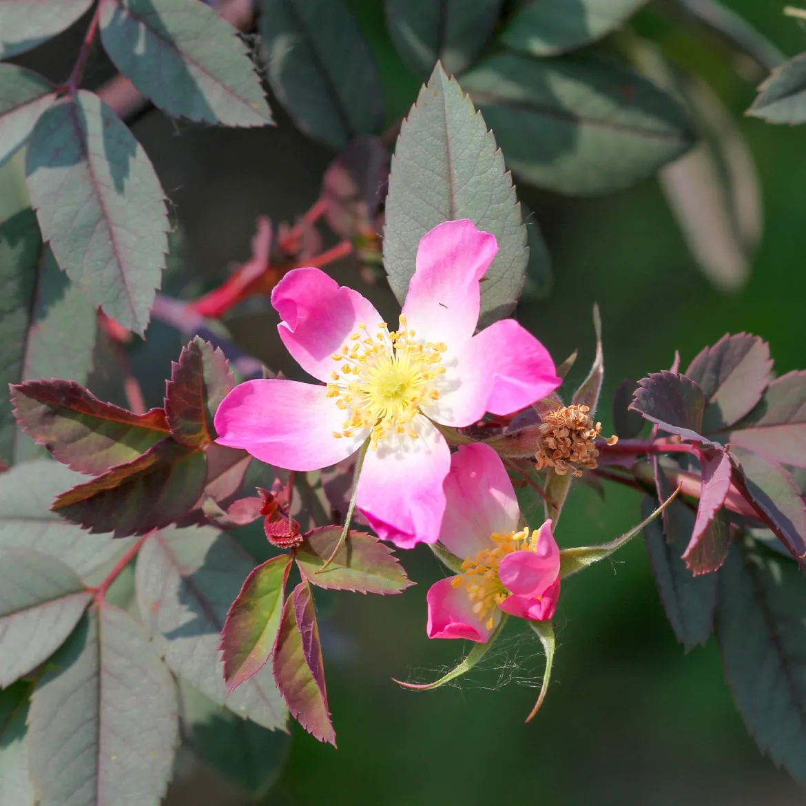 Rosier Glauca - Le rosier qui plaît sans effort