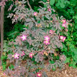 Rosier Glauca - Le rosier qui plaît sans effort