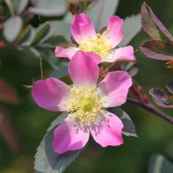 Rosier Glauca - Le rosier qui plaît sans effort