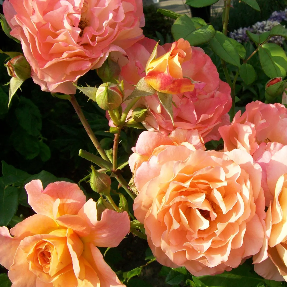 Rosier à grandes fleurs 'Augusta Louise' - Des roses saumon XXL