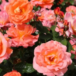 Rosier à grandes fleurs 'Augusta Louise' - Des roses saumon XXL