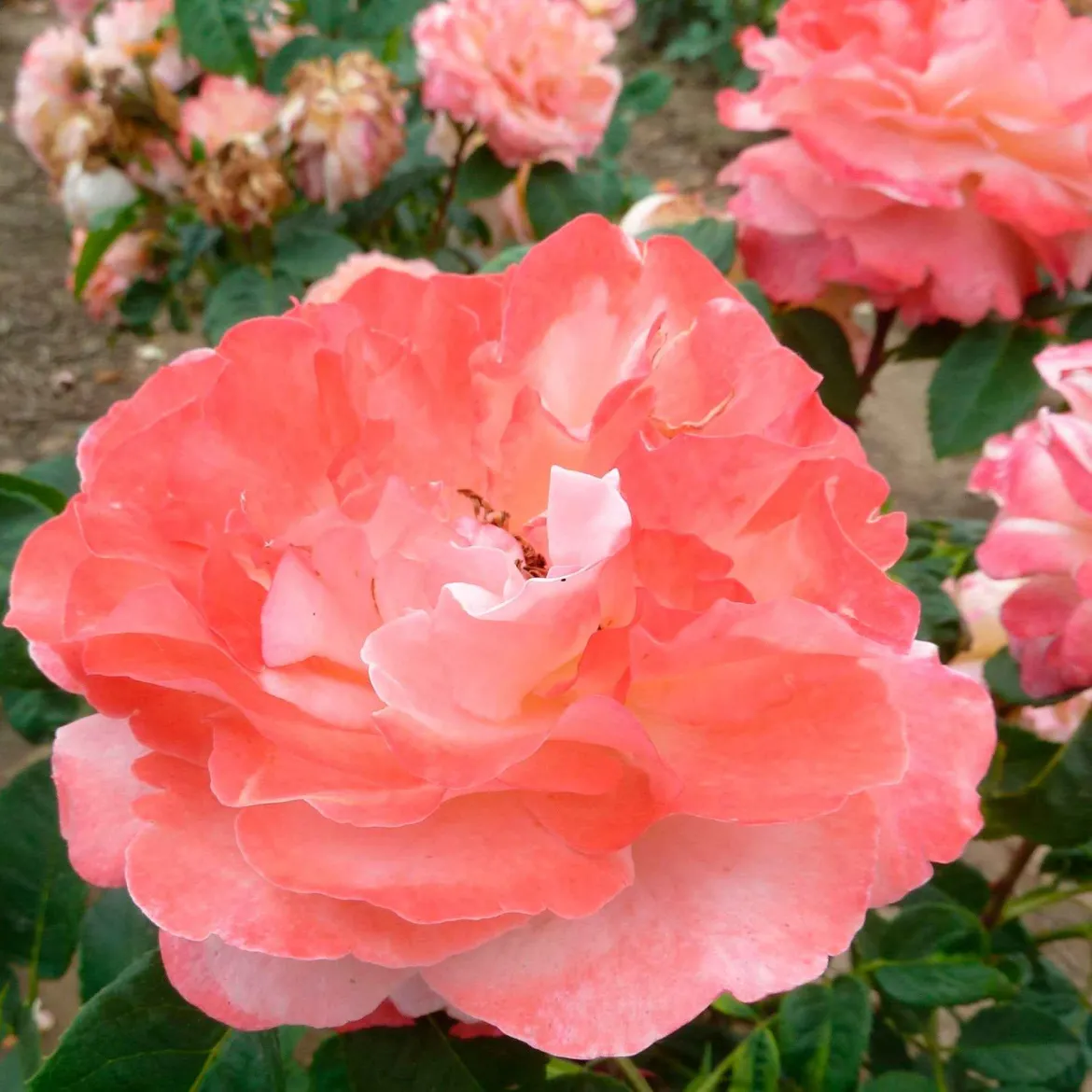 Rosier à grandes fleurs 'Augusta Louise' - Des roses saumon XXL
