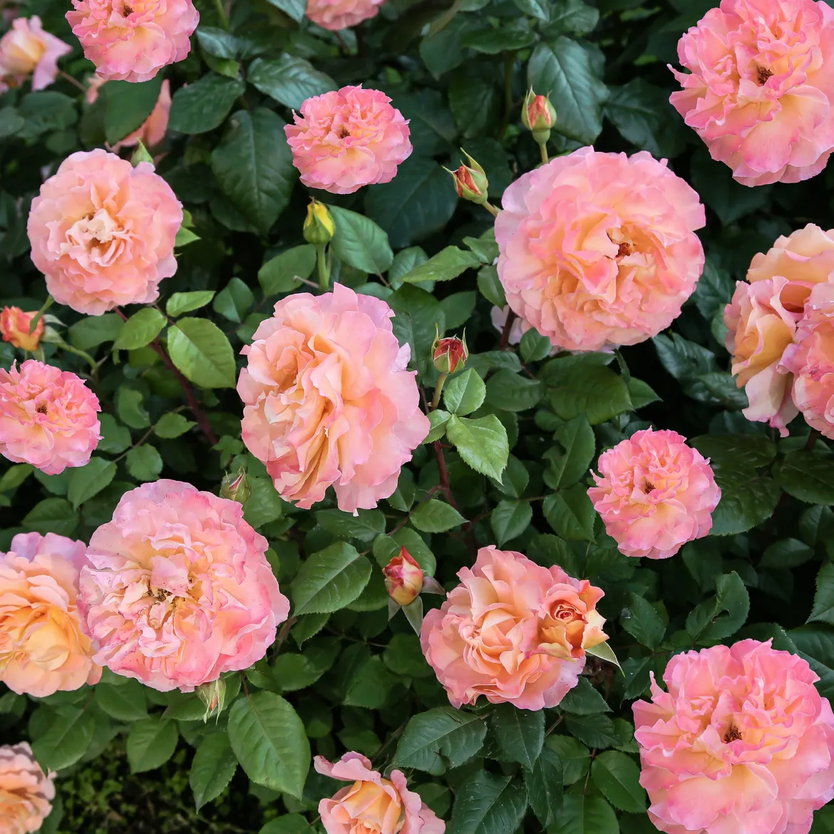 Rosier à grandes fleurs 'Augusta Louise' - Des roses saumon XXL